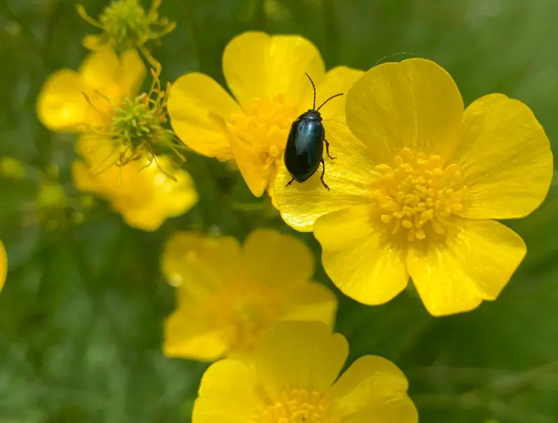 Buttercup Flower