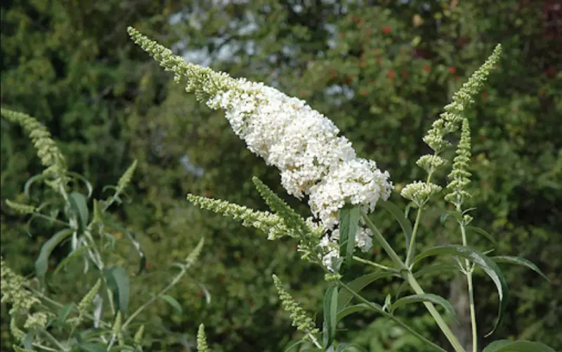 Types of White Flowers