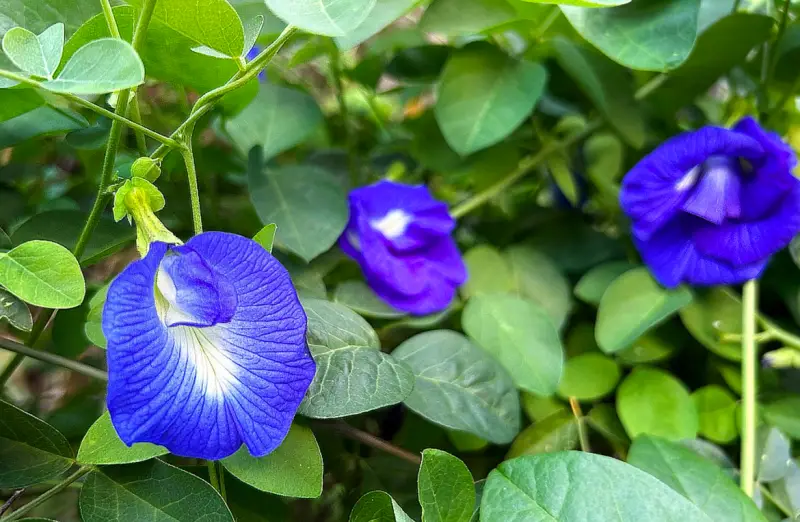 Butterfly Pea Flower