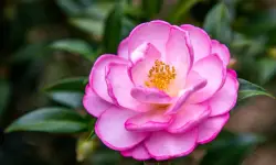 Camellia Flower Care and Growing Guide with Ultimate Tips