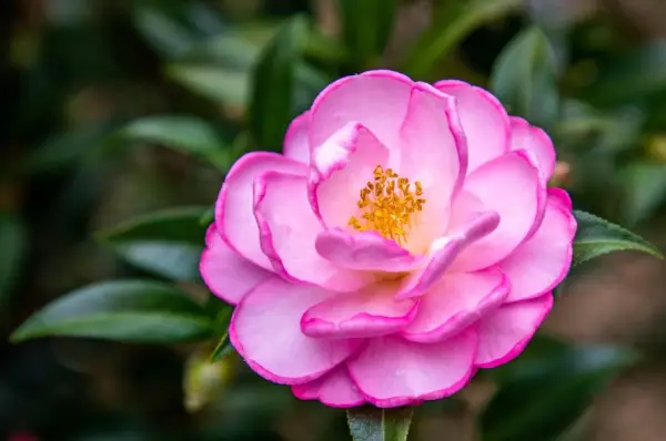 Camellia Flower