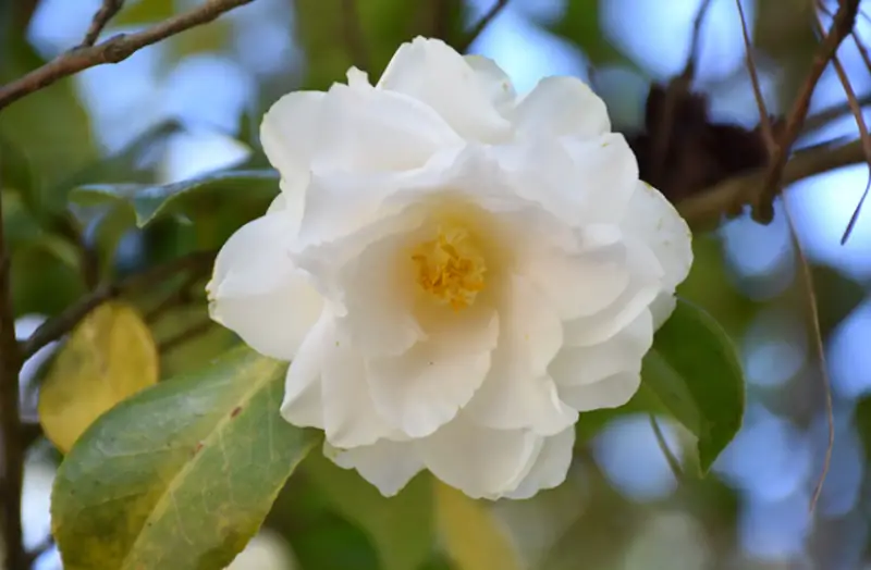 Types of White Flowers