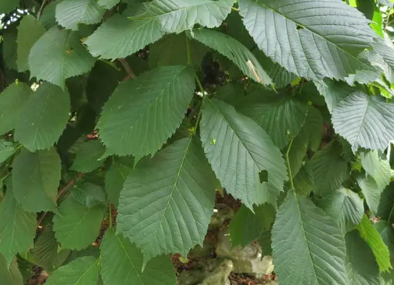 Types of Elm Trees