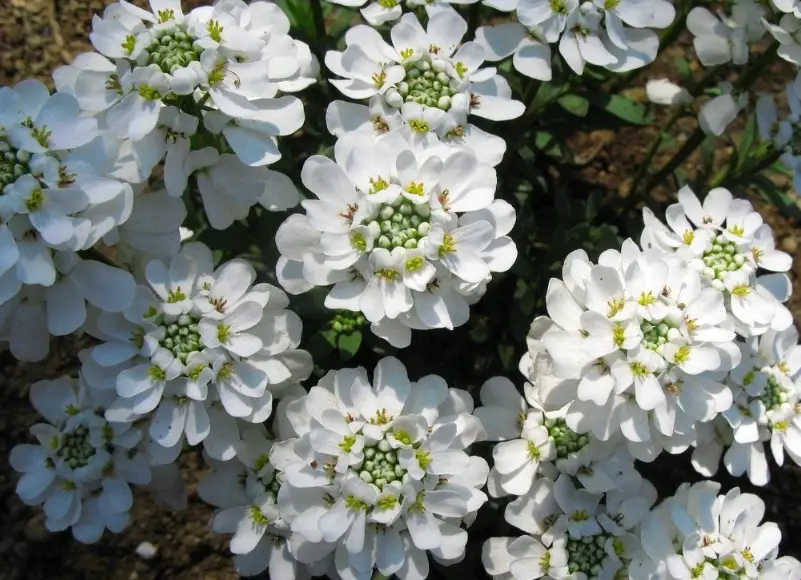 Types of White Flowers