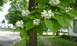 Catalpa Tree Care and Growing Guide with Essential Tips