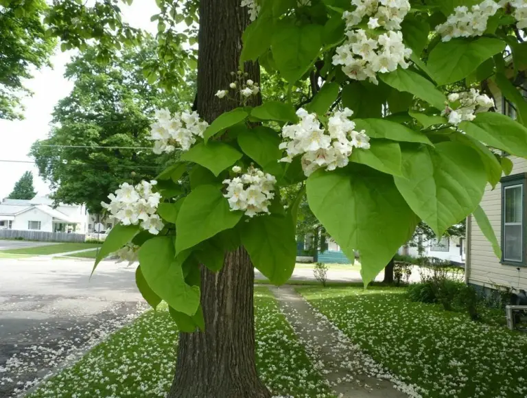 Catalpa Tree Care and Growing Guide with Essential Tips