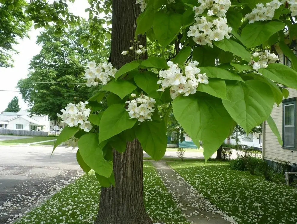 Catalpa Tree