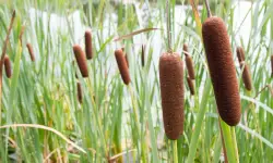 Cattail Plant Care and Growing Guide (Most Detailed)