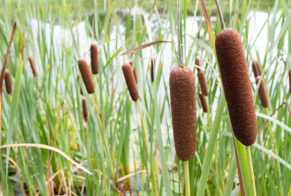 Cattail Plant