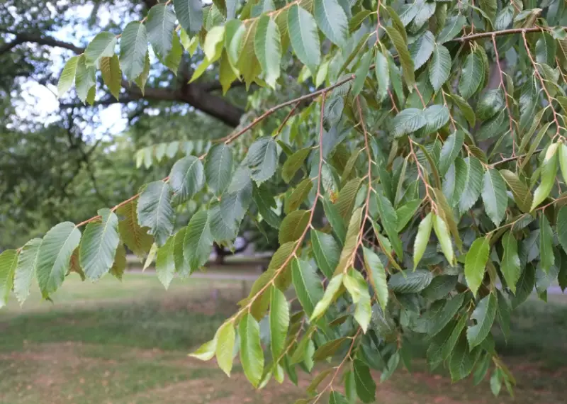 Elm Trees Leaves