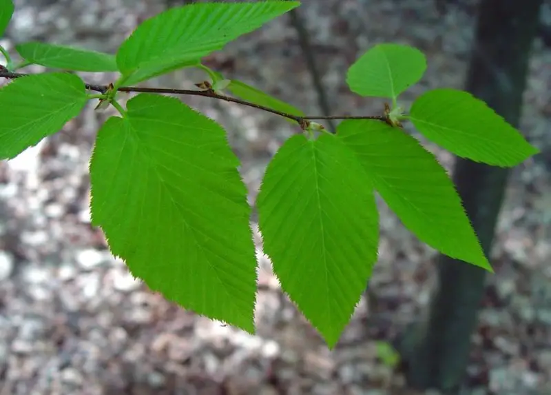 Birch Tree Leaves