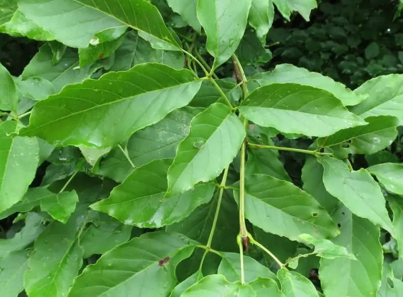 Types of Ash Trees