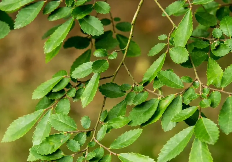 Types of Elm Trees