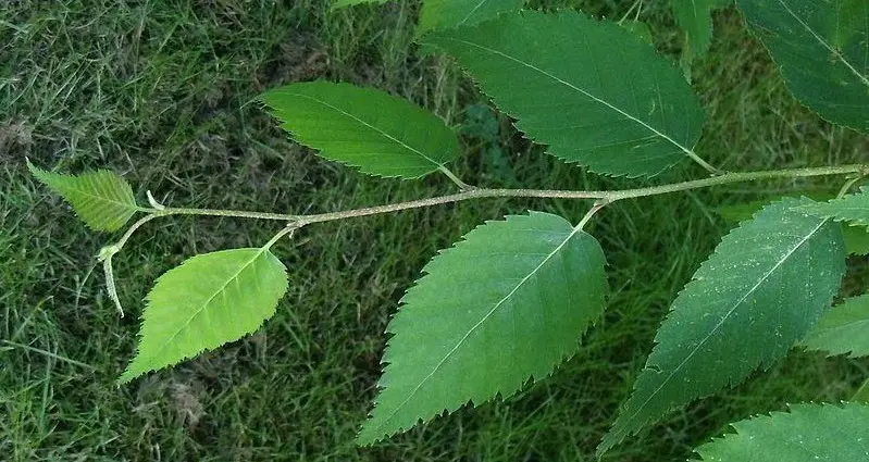 Types of Birch Trees