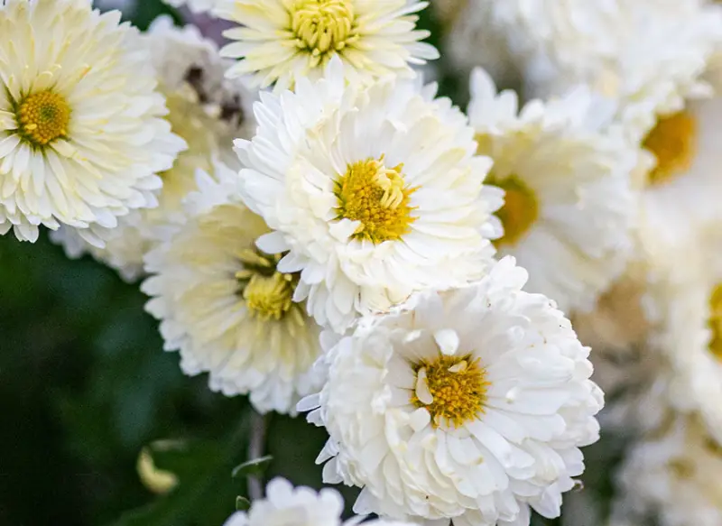 Types of White Flowers