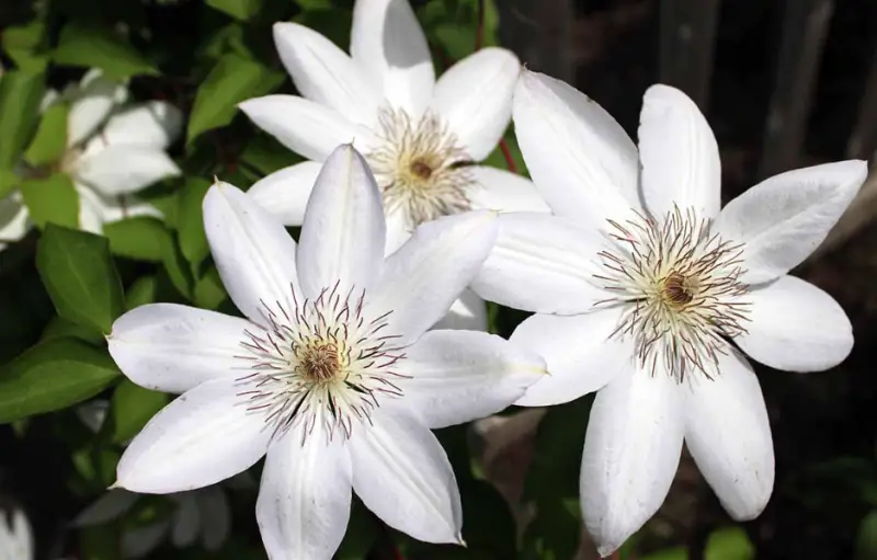 Types of White Flowers