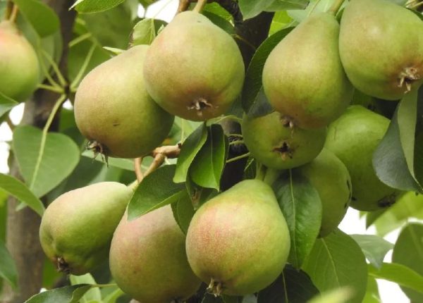 Types of Pear Trees