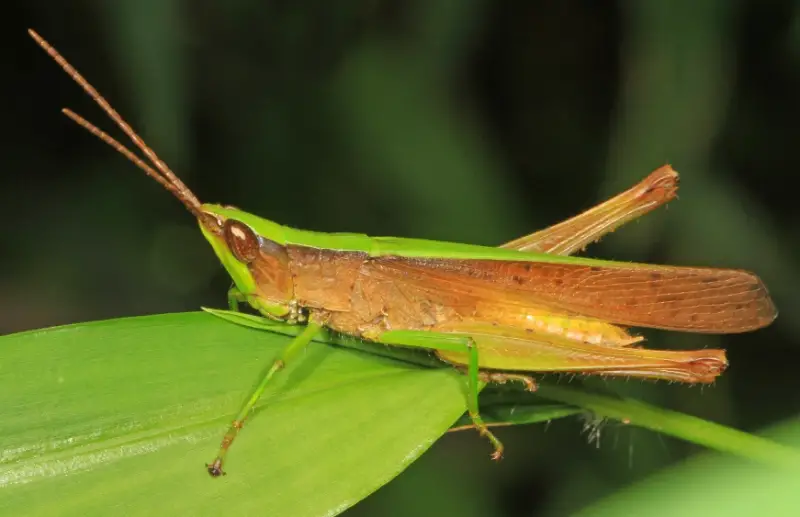 Grasshopper Species in Florida