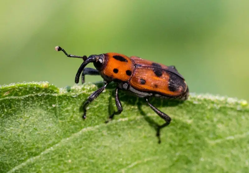 Red and Black Bugs