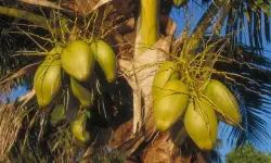 Coconut Tree Care and Growing Guide with Ultimate Tips