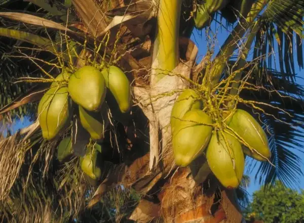 Coconut Tree Care