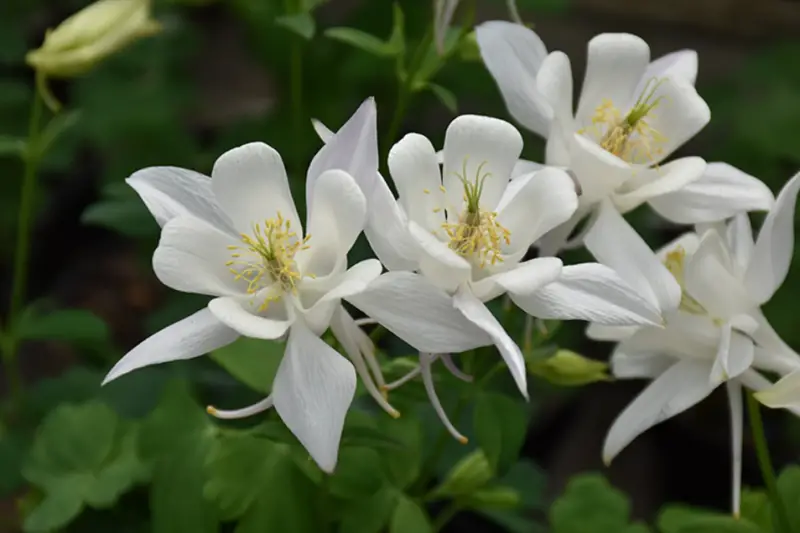 Types of White Flowers