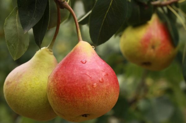 Types of Pear Trees