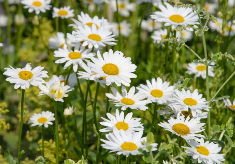 Types of White Flowers