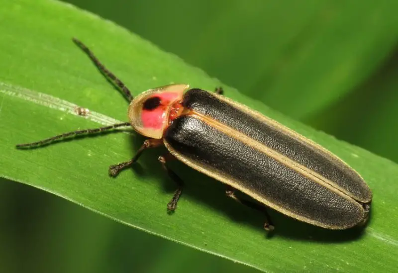 Red and Black Bugs