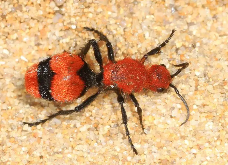 Red and Black Bugs