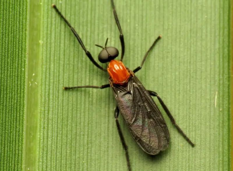 Red and Black Bugs