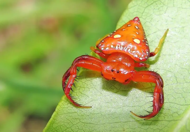 Tiny Red Spiders