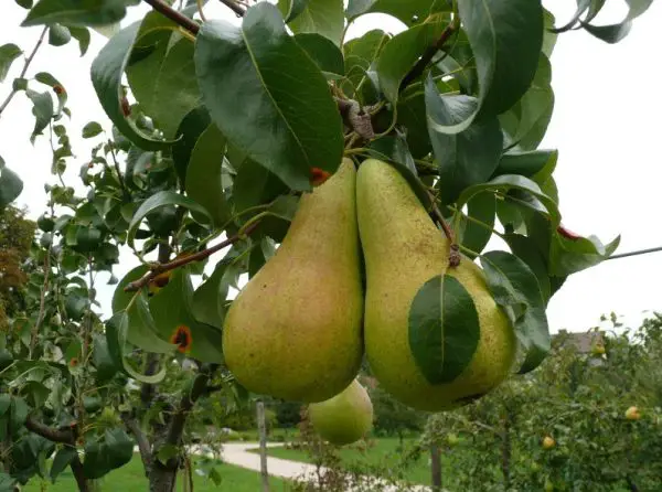 Types of Pear Trees