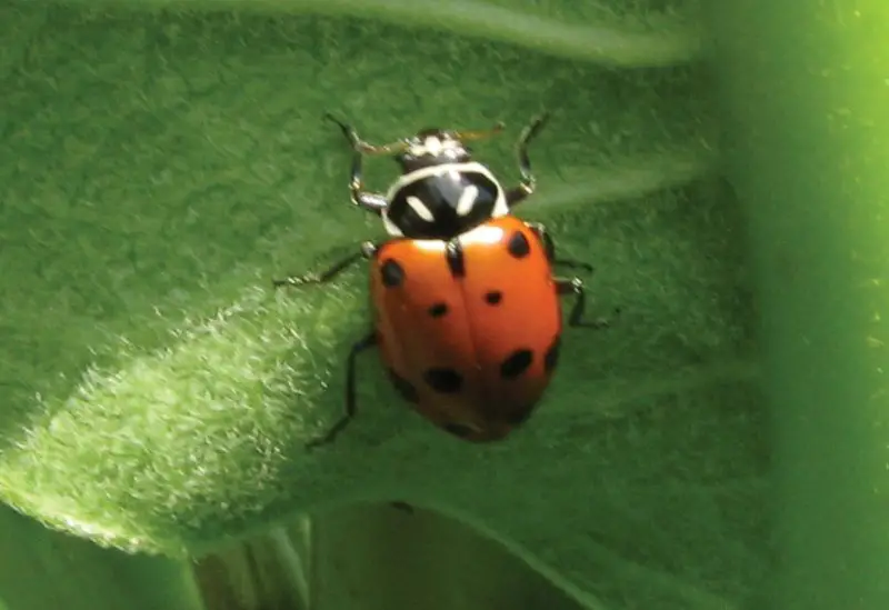 Red and Black Bugs