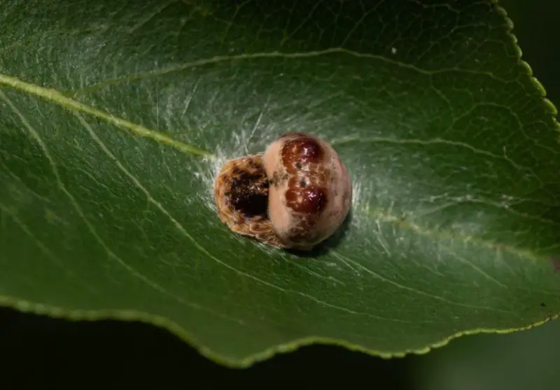 Tiny Red Spiders