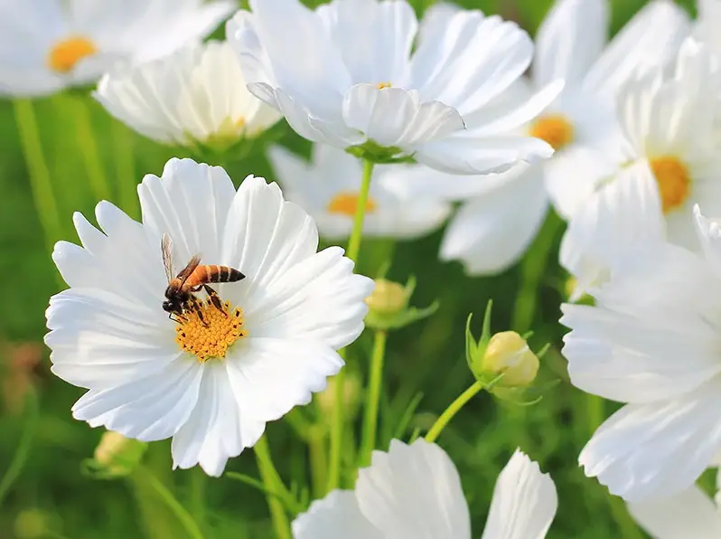 Types of White Flowers