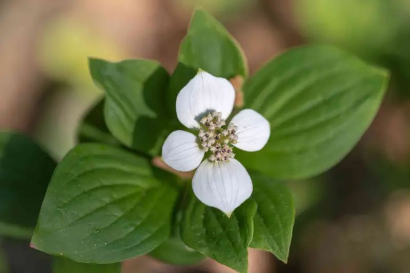 Types of White Flowers