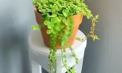 Creeping Jenny Care and Growing Guide (Most Detailed)