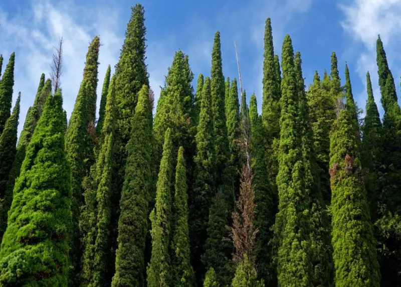 Cypress Tree