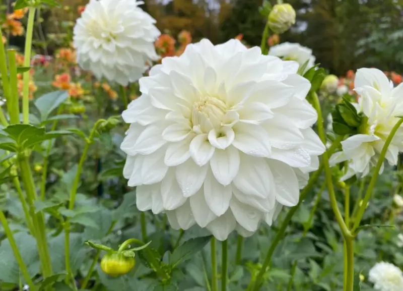 Types of White Flowers