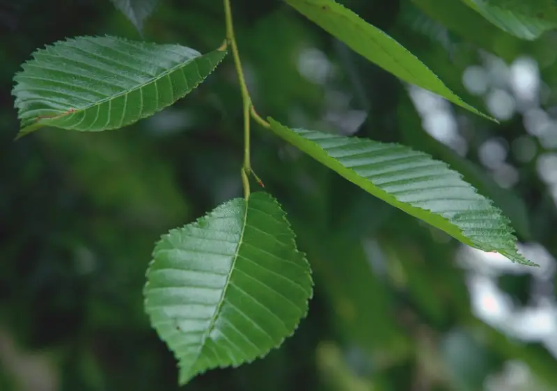 Types of Elm Trees