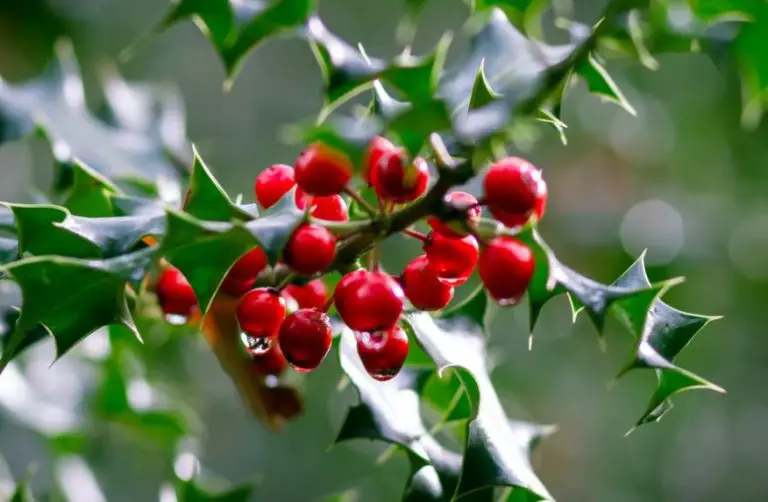 What Is the December Birth Flower? Uncover Its Significance