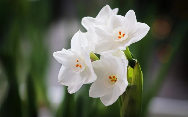 December Birth Flower