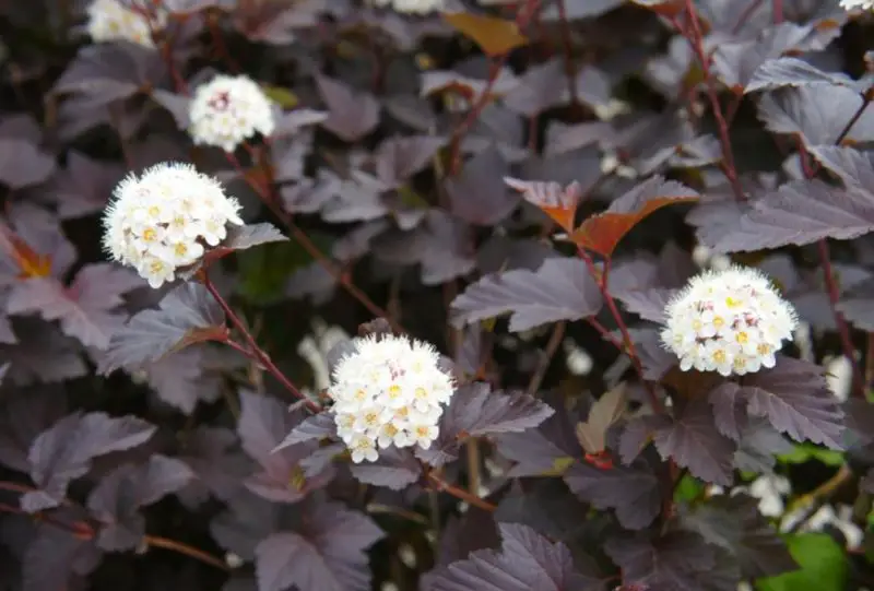 black flower