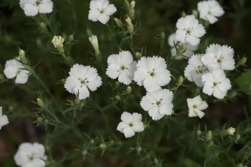 Types of White Flowers