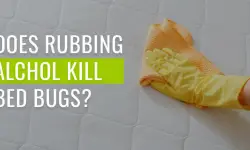 Does Rubbing Alcohol Kill Bed Bugs? All You Need to Know