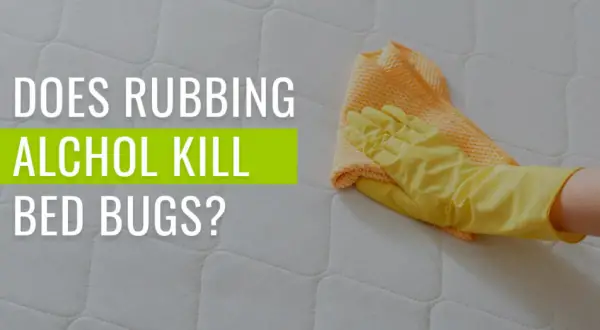 Does Rubbing Alcohol Kill Bedbugs