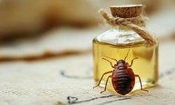 Does Vinegar Kill Bed Bugs? Facts You Need to Know