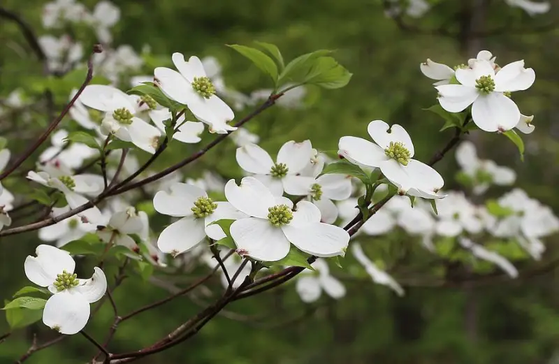 Types of White Flowers