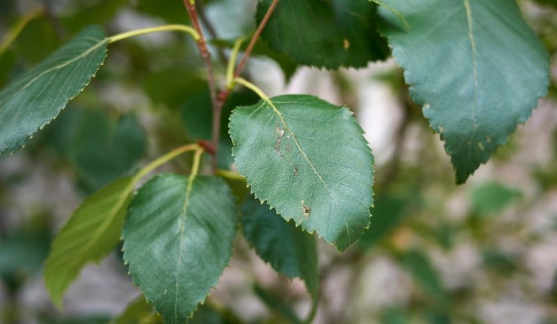 Birch Tree Leaves